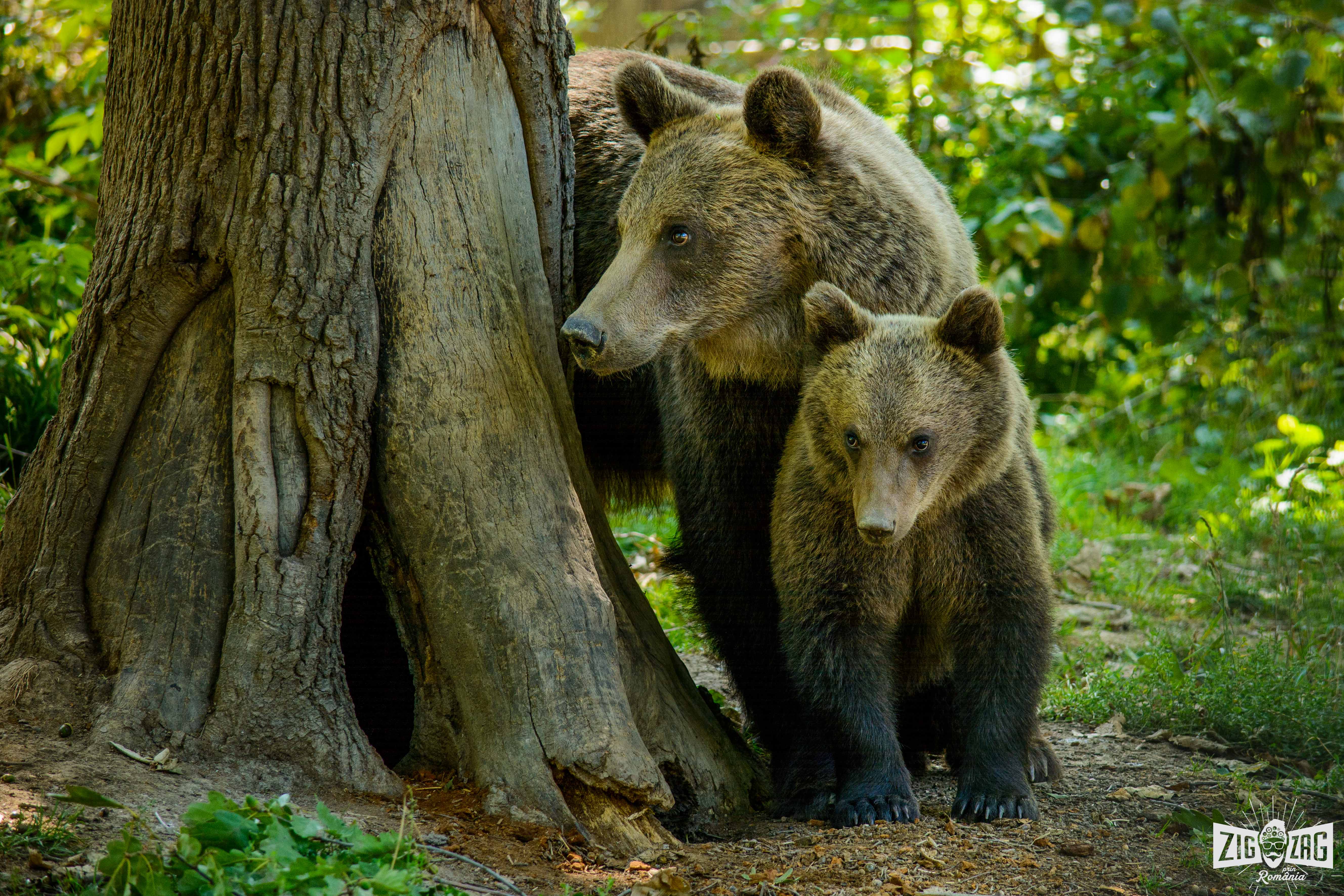 Counterpart violence directory Spitalul de urși din România sau cea mai mare rezervație de urși bruni din  lume
