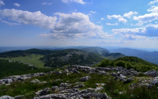Crovurile